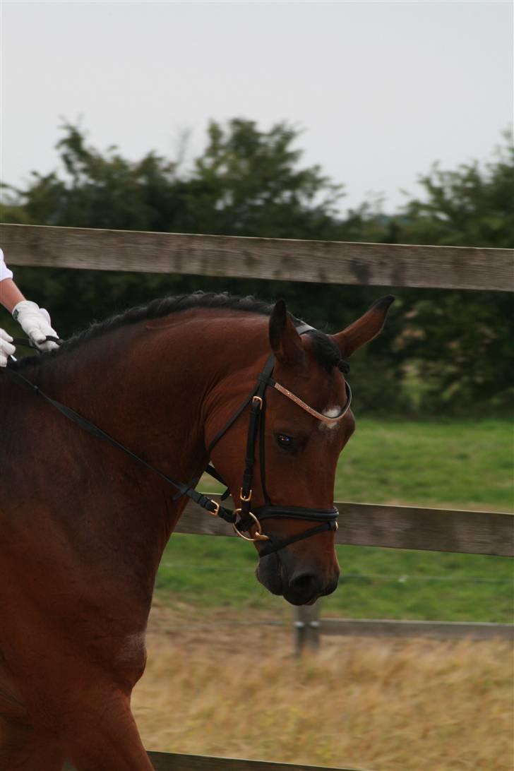 Dansk Varmblod Mister Delight SOLGT billede 8