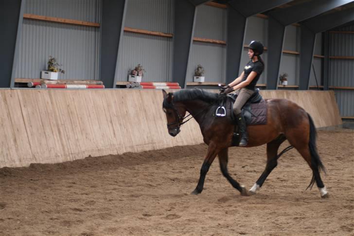 Dansk Varmblod Mister Delight SOLGT billede 9