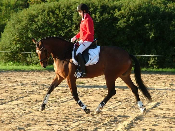 Dansk Varmblod Mister Delight SOLGT billede 10