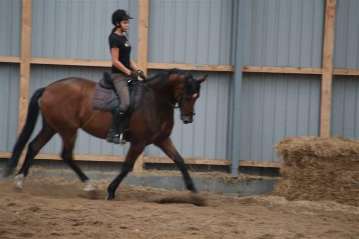 Dansk Varmblod Mister Delight SOLGT billede 11