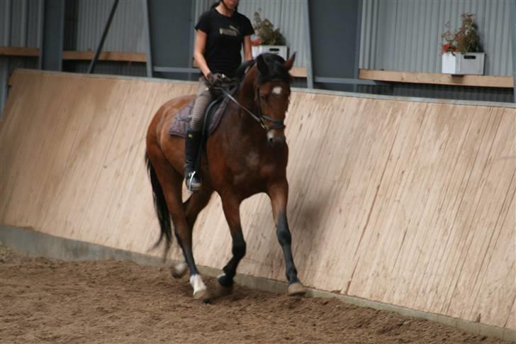 Dansk Varmblod Mister Delight SOLGT billede 12