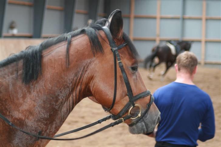 Dansk Varmblod Mister Delight SOLGT billede 13