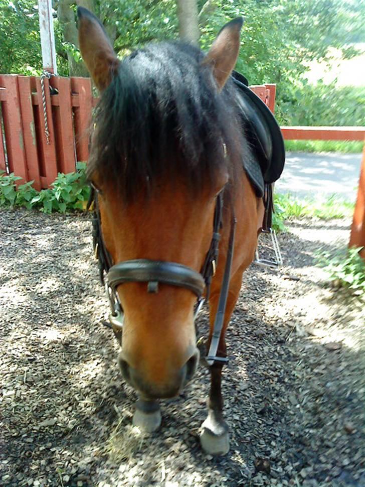 Anden særlig race Cassi. (Har passet) billede 3