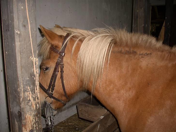 Islænder Kolla fra kullugerdi - I stalden med sit hovedtøj på<3 Foto: Mor billede 15