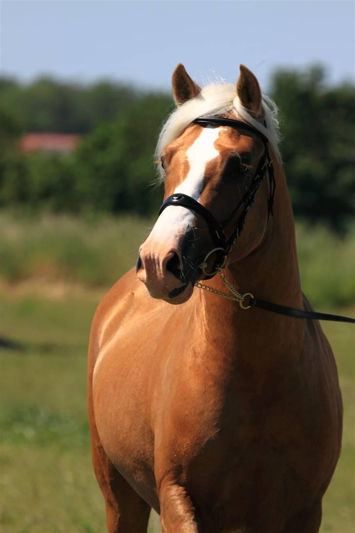 Welsh Cob (sec D) Golden Grafferson - #1 Velkommen til Golden Grafferson´s profil :-) Nyd den! billede 1