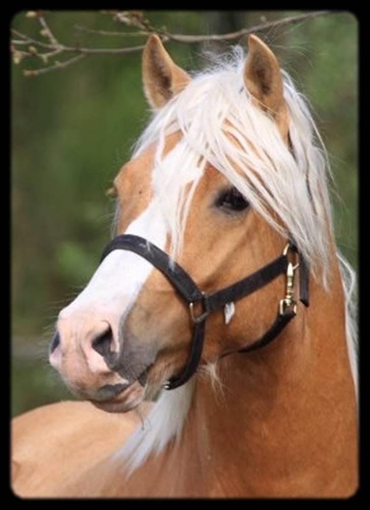 Welsh Cob (sec D) Golden Grafferson - #2 Hjemme ved Mundbjerglund;-) billede 2
