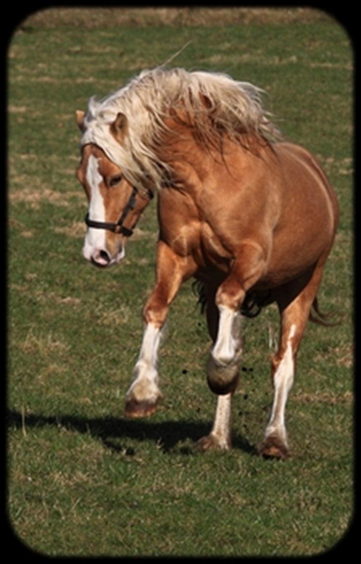 Welsh Cob (sec D) Golden Grafferson - #3 Golden Grafferson der hygger sig på folden. billede 3