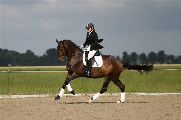 Hollandsk Varmblod Cs Amaretto  billede 12