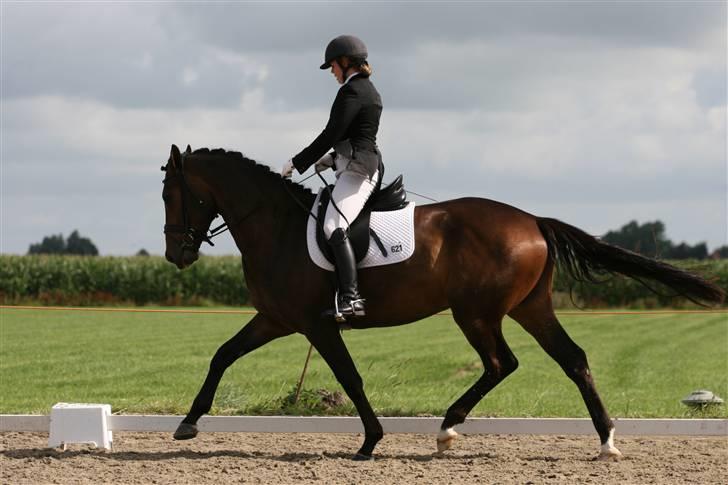 Hollandsk Varmblod Cs Amaretto  billede 14