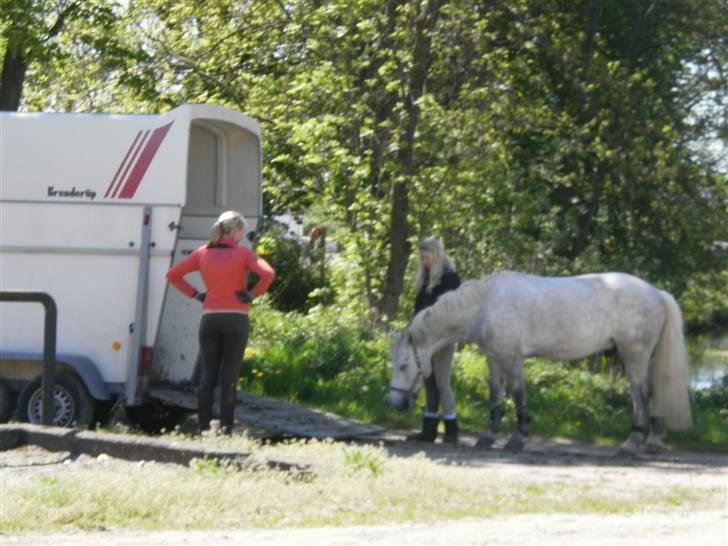 Connemara Canon Boy "SOLGT" - man skal jo lære at gå op i en trailer på et eller andet tidspungt billede 14