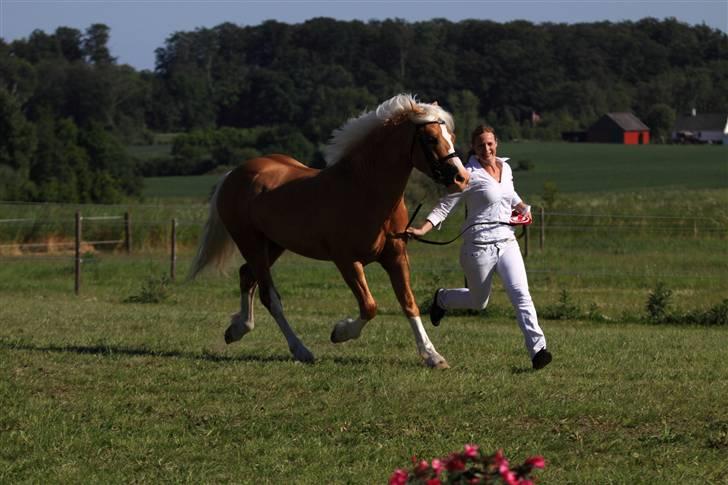 Welsh Cob (sec D) Golden Grafferson - #4 Fynsk juni show, hvor der løbes Æresrunde billede 4