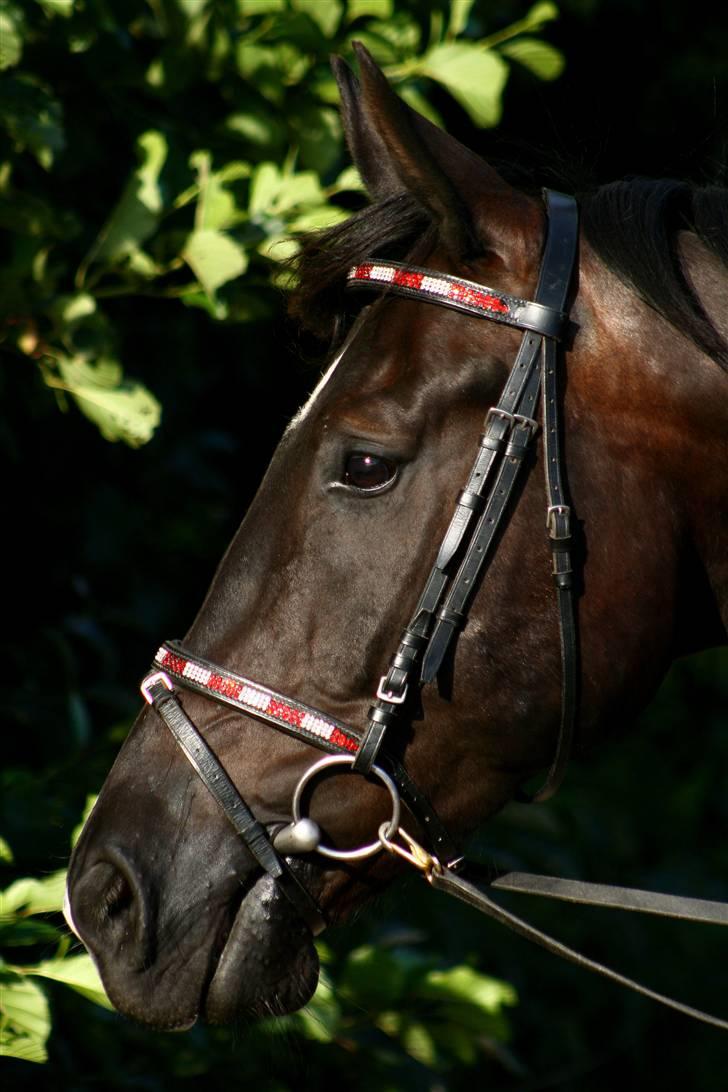 Anden særlig race Horsebjerg Massimou SOLGT - NYT Fotograf: Camilla Rosenlund / CR-FOTO billede 8