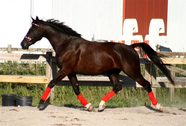 Anden særlig race Horsebjerg Massimou SOLGT - NYT Fotograf: Camilla Rosenlund / CR-FOTO billede 10