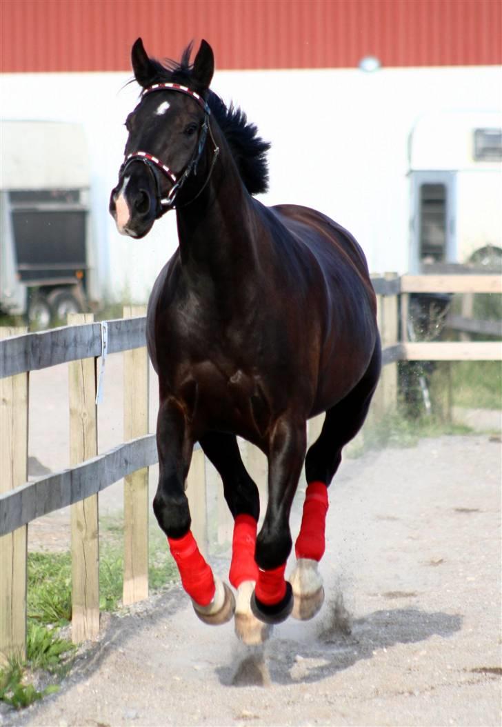 Anden særlig race Horsebjerg Massimou SOLGT - NYT Fotograf: Camilla Rosenlund / CR-FOTO billede 11