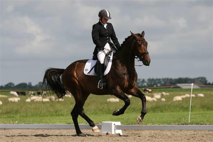 Hollandsk Varmblod Cs Amaretto  billede 17