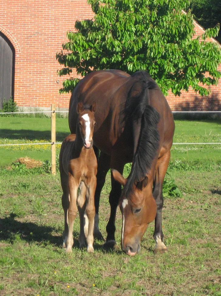 Dansk Varmblod Reloir - 29/5 billede 15