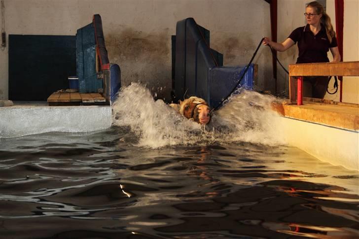 Welsh Cob (sec D) Golden Grafferson - #5 "Jeg er lige kommet ned i vandet":-) billede 5