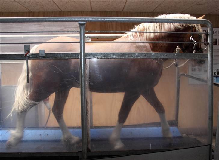 Welsh Cob (sec D) Golden Grafferson - #7 "Er jeg ikke bare flot!? ,hva tøser:-) billede 7