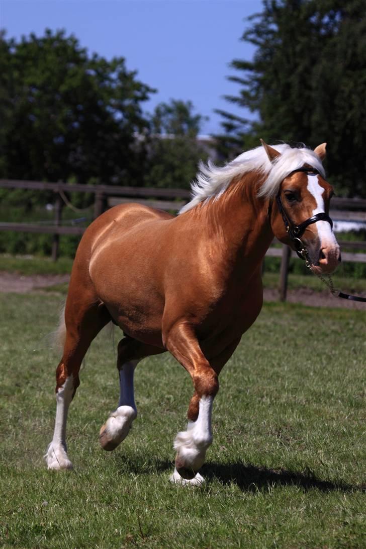 Welsh Cob (sec D) Golden Grafferson - #11 En taktfast trav:-) billede 10