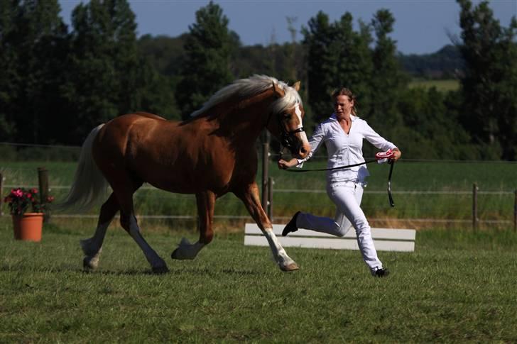 Welsh Cob (sec D) Golden Grafferson - #12 Fynsk Juni show billede 11