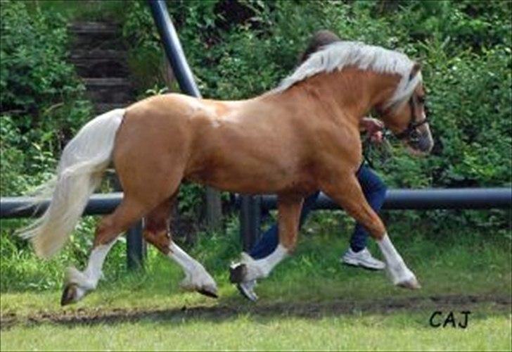 Welsh Cob (sec D) Golden Grafferson - #13 Golden Grafferson til hingstekåring :) billede 12