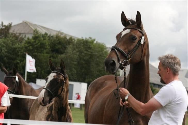 Dansk Varmblod Højgårds Ib - Sila og Ib :D Foto: Annemette Nielsen billede 20