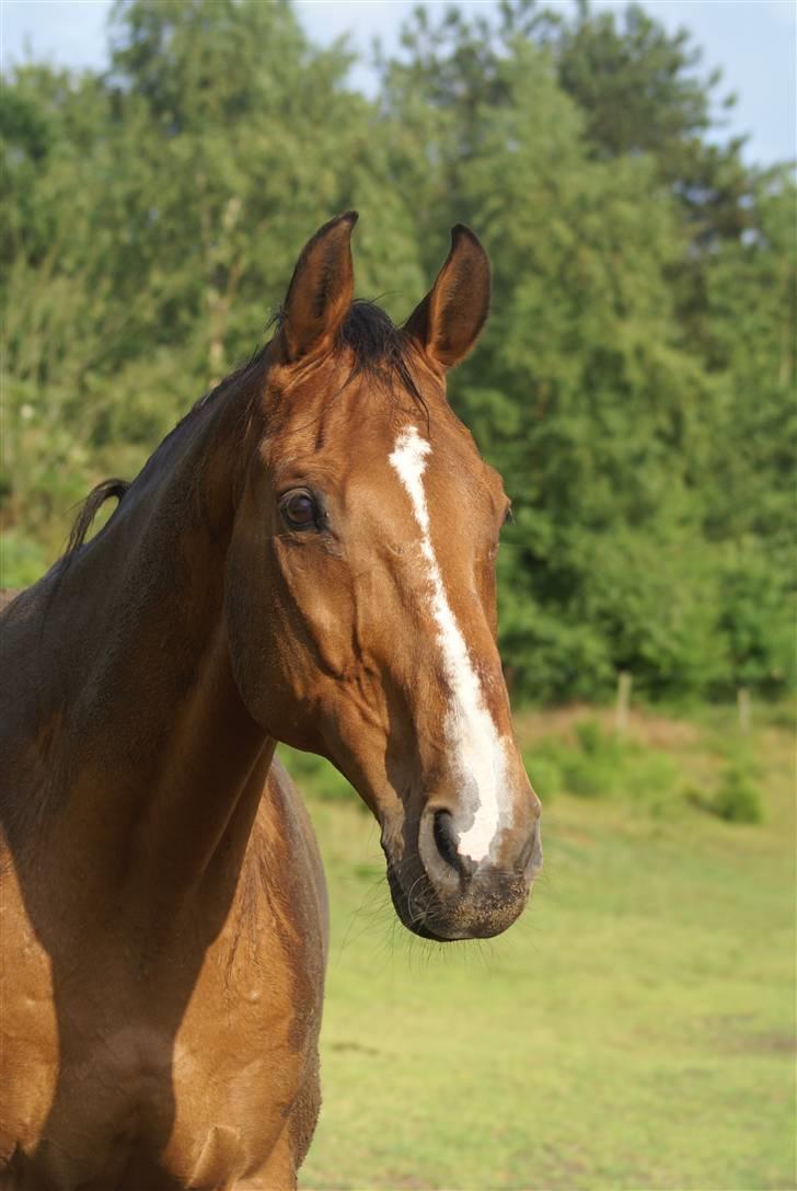 Dansk Varmblod Legato *min fars* - Smukke Legato <3 billedet er taget af Lea :) billede 1