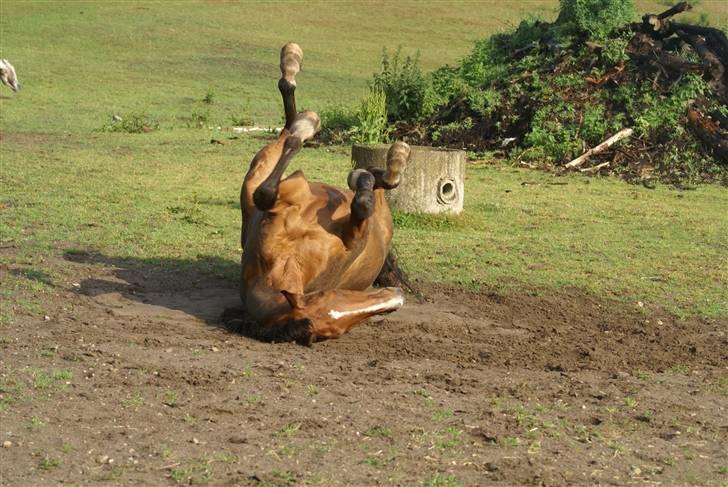 Dansk Varmblod Legato *min fars* - taget af Lea ;) billede 2