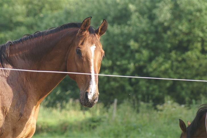 Dansk Varmblod Legato *min fars* - Var du der ?? taget af Lea :D billede 3