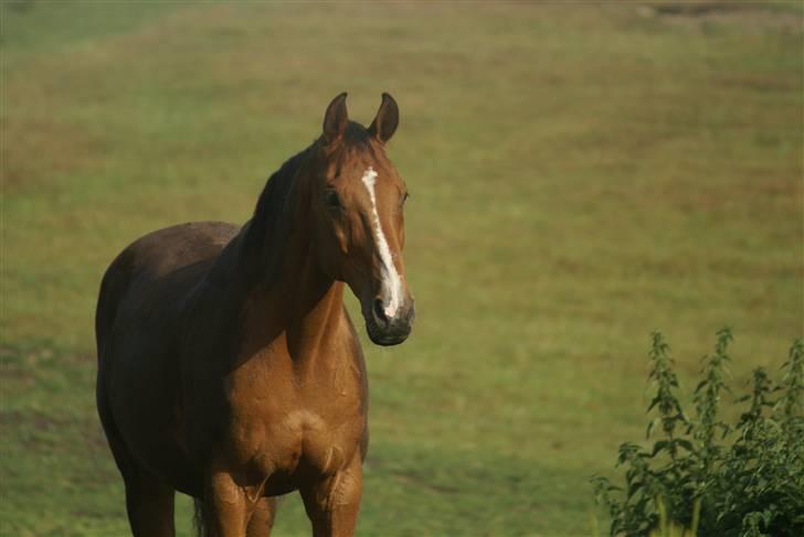 Dansk Varmblod Legato *min fars* - Taget af Lea :D billede 4