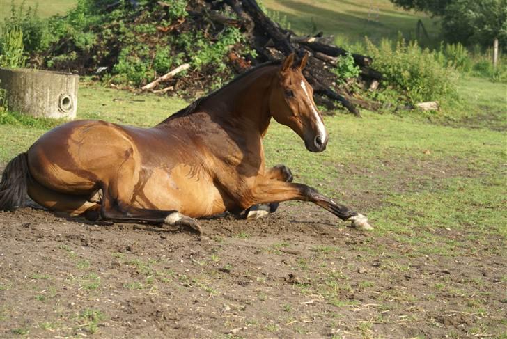 Dansk Varmblod Legato *min fars* - uhh Smuk :D  Taget af Lea ;) billede 5