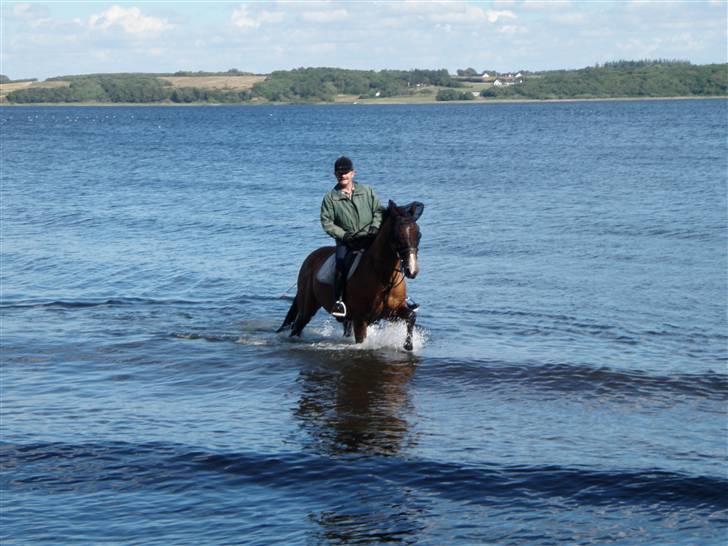 Dansk Varmblod Legato *min fars* - På ferie , taget af mig ;) billede 6