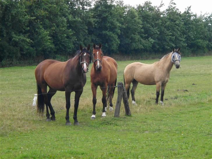 Dansk Varmblod Legato *min fars* - Ferie taget af mig ;O) billede 7