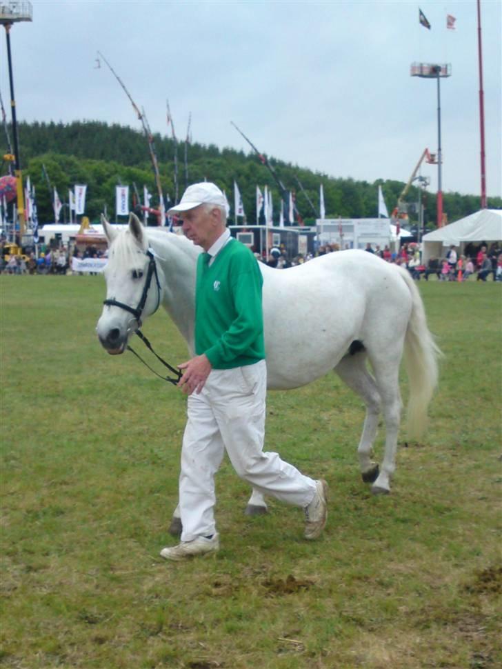 Connemara Lærkens Sundance billede 12