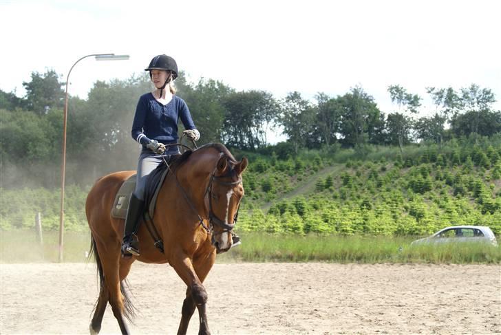 Dansk Varmblod Legato *min fars* - Dressur ;) taget af far ;O) billede 9