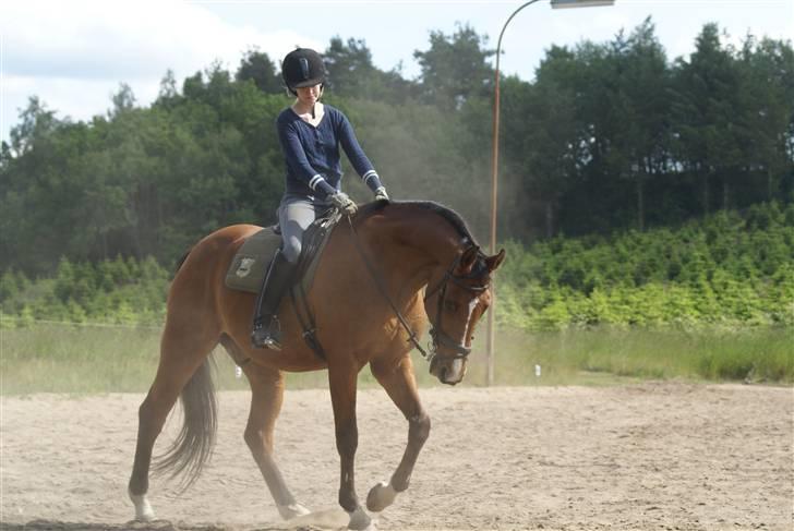 Dansk Varmblod Legato *min fars* - Taget af far ;P billede 10