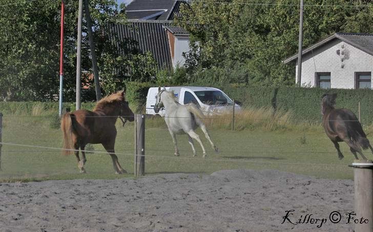 Shagya Araber (SH) Cherie Kirkebjerg billede 3