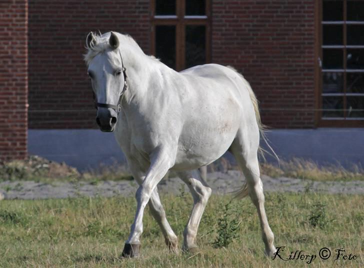 Shagya Araber (SH) Cherie Kirkebjerg billede 5