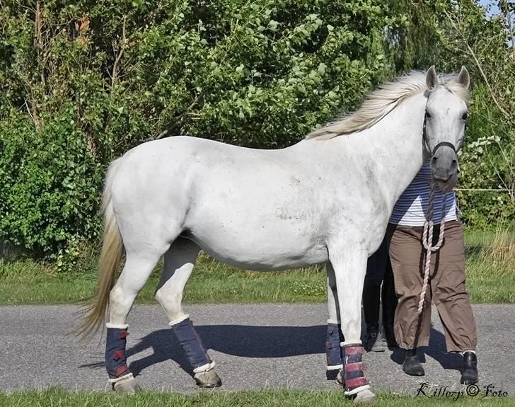 Shagya Araber (SH) Cherie Kirkebjerg billede 6