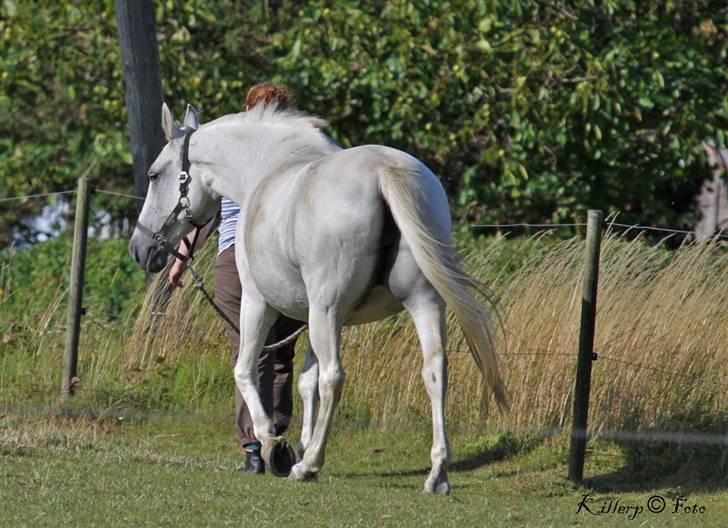 Shagya Araber (SH) Cherie Kirkebjerg billede 7