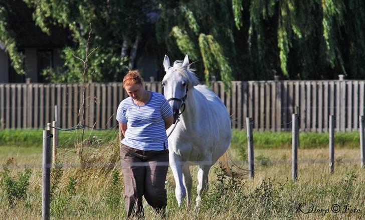 Shagya Araber (SH) Cherie Kirkebjerg billede 9