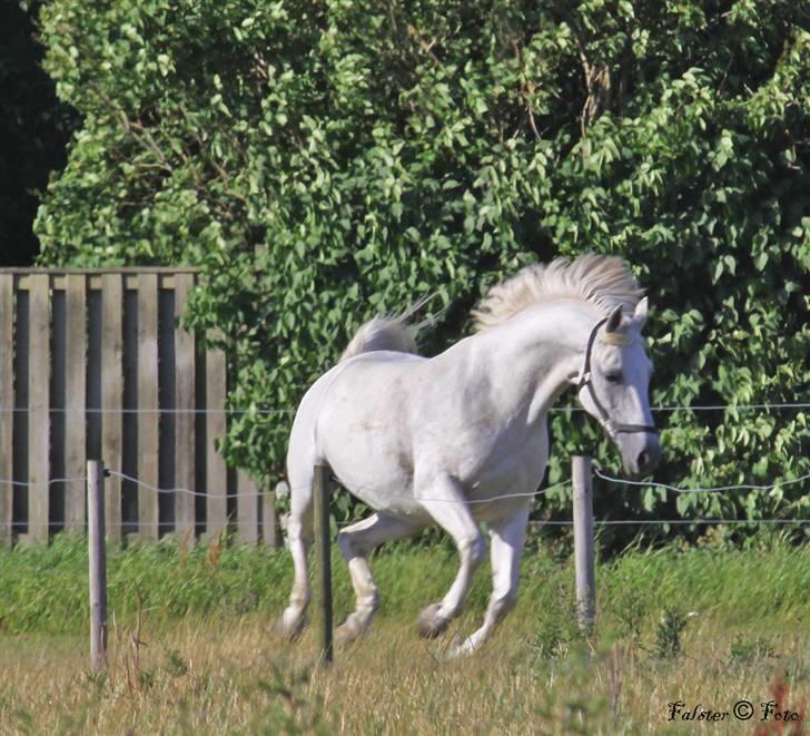 Shagya Araber (SH) Cherie Kirkebjerg billede 10