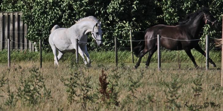 Shagya Araber (SH) Cherie Kirkebjerg billede 11