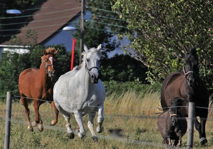 Shagya Araber (SH) Cherie Kirkebjerg billede 12