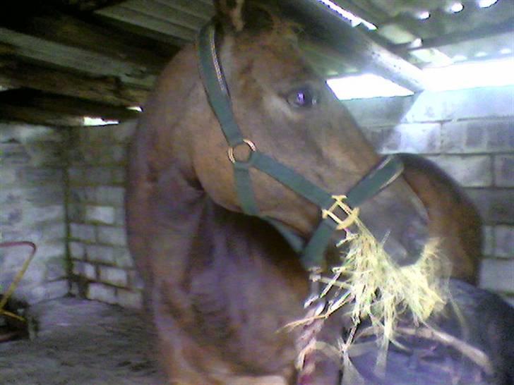 Quarter Scarlett  *r.i.p.*  billede 12