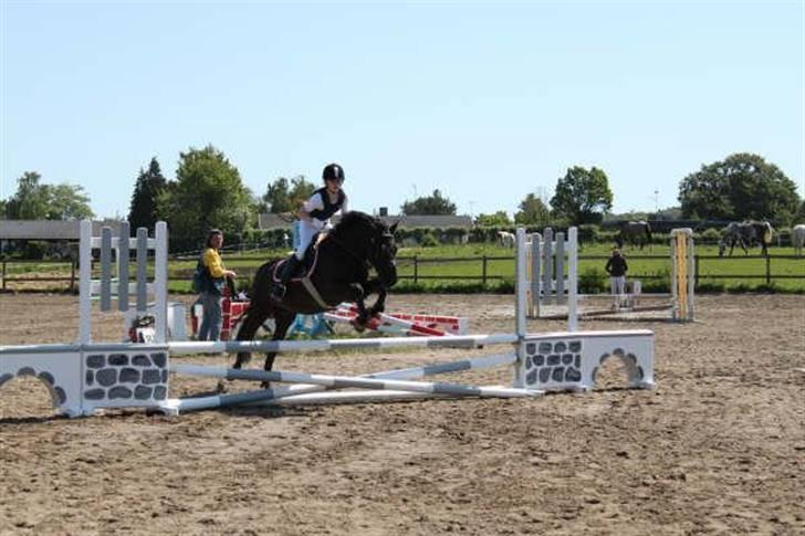 Anden særlig race Kasper (ikke mere) billede 14