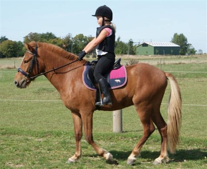 Islænder Baldur Petit billede 6