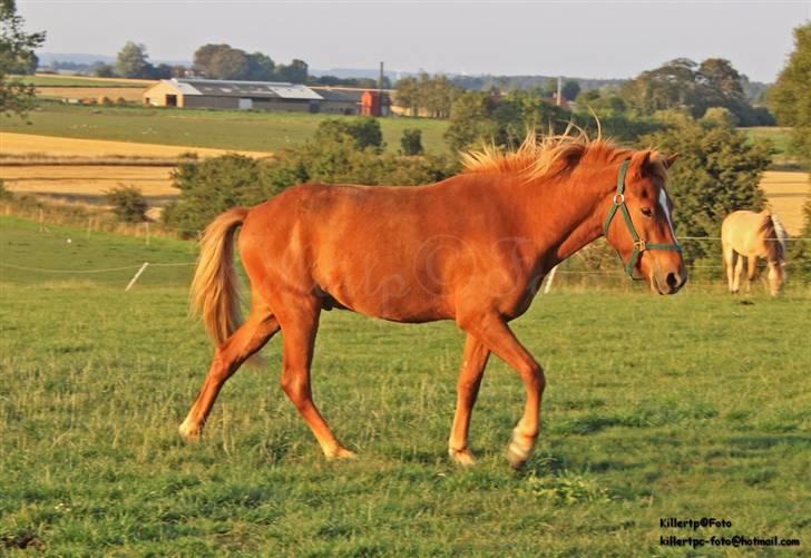 Islænder Baldur Petit billede 7