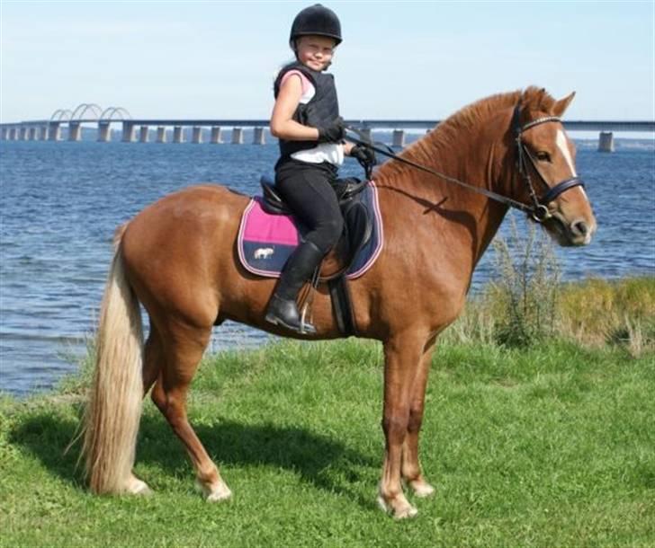 Islænder Baldur Petit billede 8