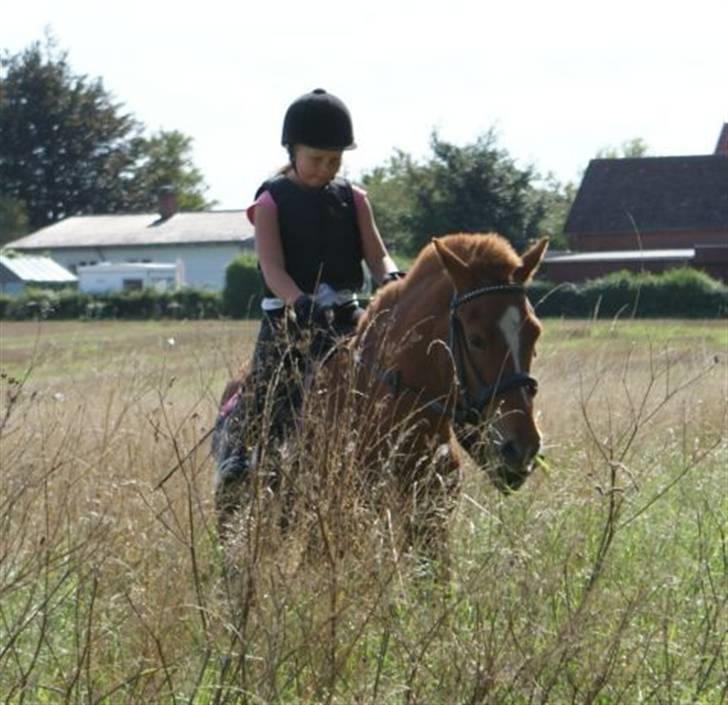 Islænder Baldur Petit billede 9